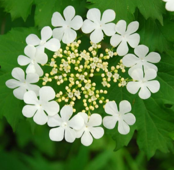 Viburnum opulus Notcutts Variety