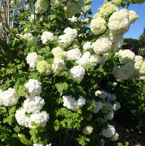 Viburnum opulus Sterile