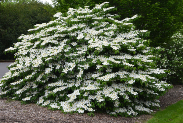 Viburnum plicatum Tomentosum