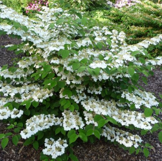 Viburnum plicatum var.tomentosum Lanarth