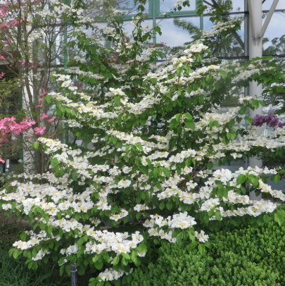 Viburnum plicatum var.tomentosum Lanarth