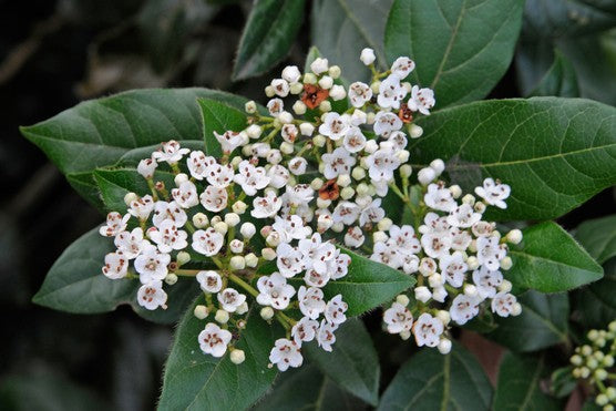 Viburnum tinus