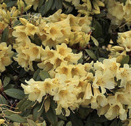Vireya Rhododendron Saffron Queen
