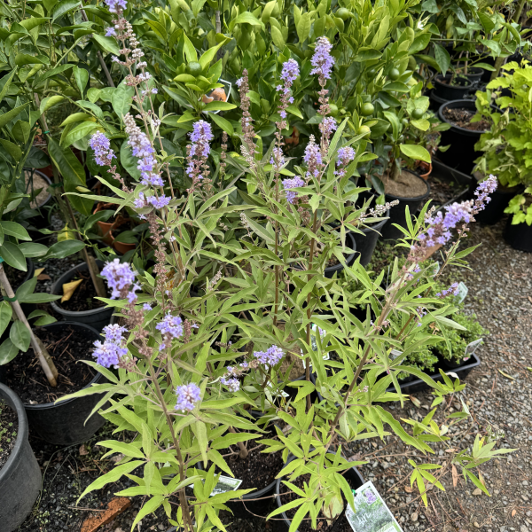 Vitex agnus-castus  {Chaste Tree}