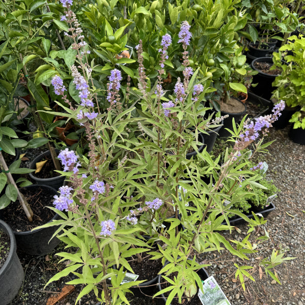 Vitex agnus-castus  {Chaste Tree}