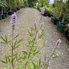 Load image into Gallery viewer, Vitex agnus-castus  {Chaste Tree}
