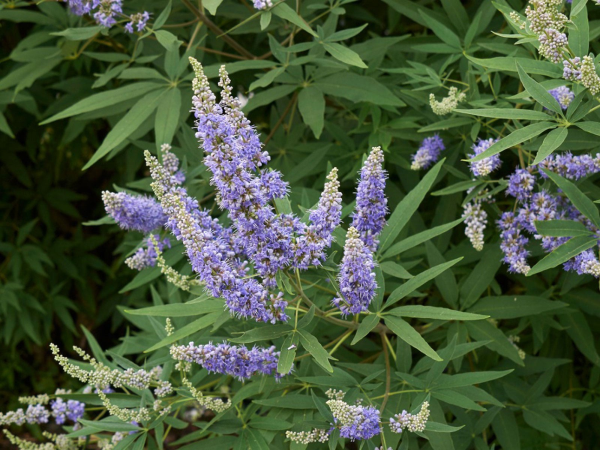 Vitex agnus-castus  {Chaste Tree}