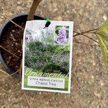 Load image into Gallery viewer, Vitex agnus-castus  {Chaste Tree}
