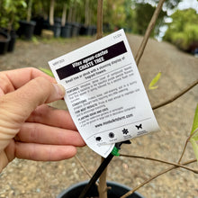 Load image into Gallery viewer, Vitex agnus-castus  {Chaste Tree}
