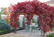 Vitis vinifera  {Grape - Ornamental}
