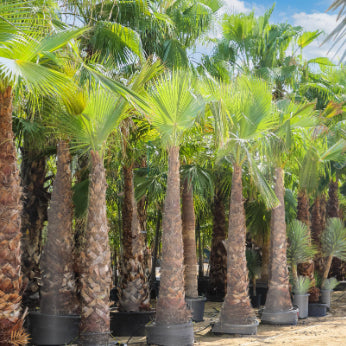 Washingtonia robusta Mexican Cotton Palm
