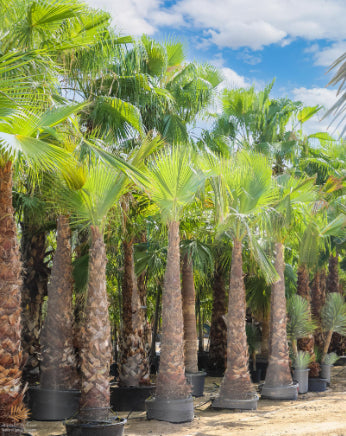 Washingtonia robusta Mexican Cotton Palm