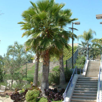 Washingtonia robusta Mexican Cotton Palm