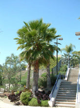Load image into Gallery viewer, Washingtonia robusta Mexican Cotton Palm
