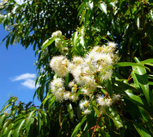 Load image into Gallery viewer, Waterhousia floribunda
