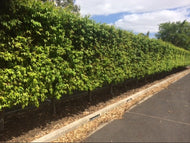 Waterhousia floribunda