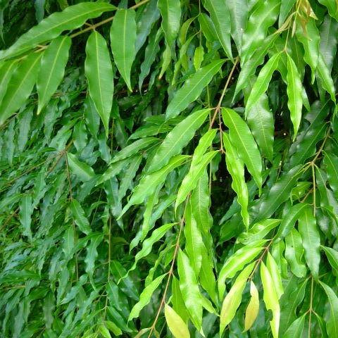 Waterhousia floribunda 'Green Avenue' PBR
