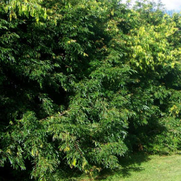 Waterhousia floribunda Sweeper®