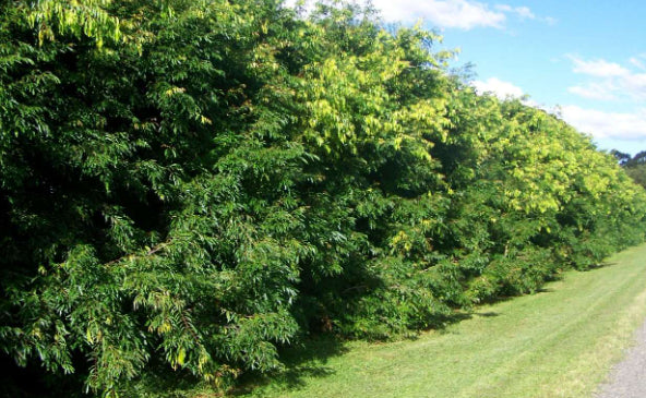 Waterhousia floribunda Sweeper®