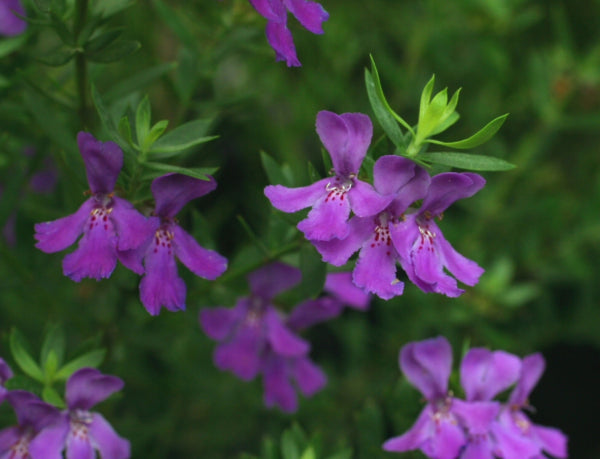 Westringia Deep Purple