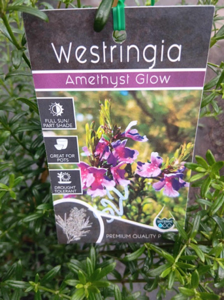 Wisteria frutescens Amethyst Glow