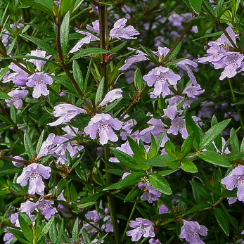 Westringia glabra Cadabra