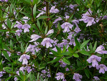 Load image into Gallery viewer, Westringia glabra Cadabra
