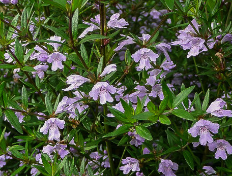 Westringia glabra Cadabra
