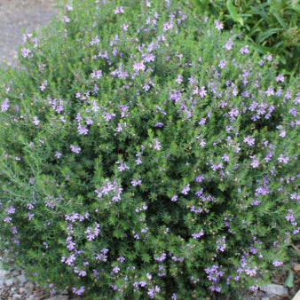 Westringia glabra Cadabra