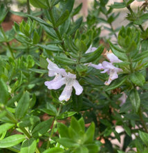 Load image into Gallery viewer, Westringia glabra Cadabra
