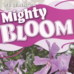 Westringia fruticosa Mighty Bloom