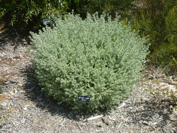 Westringia fruticosa 'Smokey'