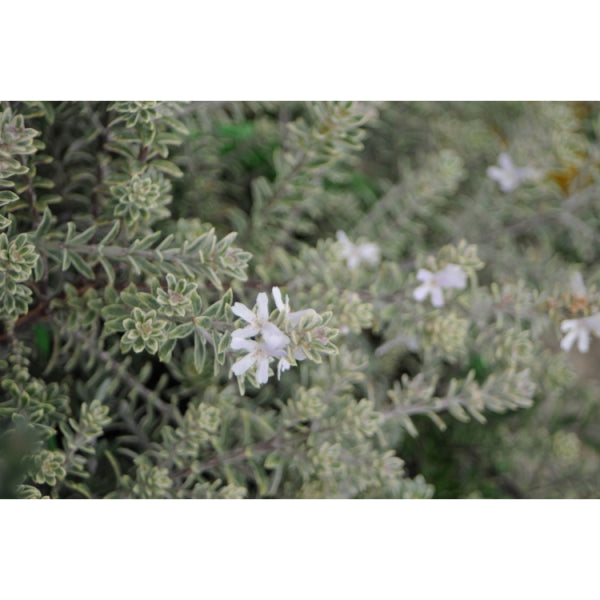 Westringia fruticosa 'Smokey'