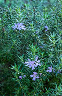 Westringia Wynyabbie Gem
