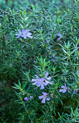 Westringia Wynyabbie Gem