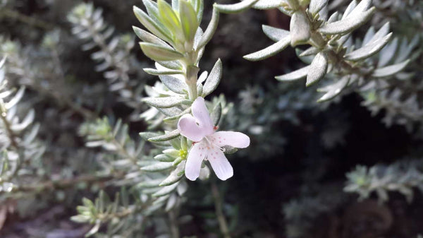 Westringia fruticosa 'Zena'