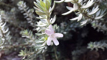 Load image into Gallery viewer, Westringia fruticosa &#39;Zena&#39;
