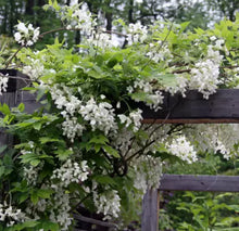 Load image into Gallery viewer, Wisteria brachybotrys Shiro-kapitan
