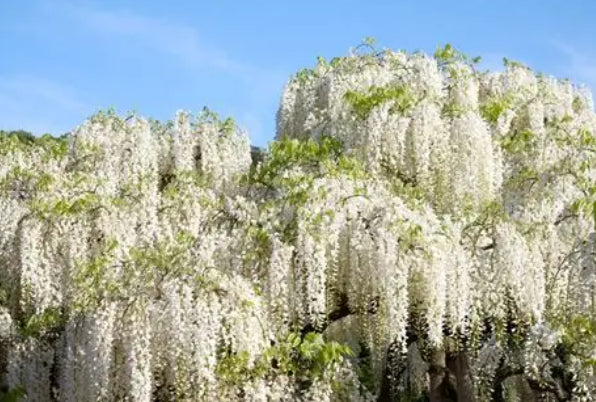 Wisteria floribunda Alba