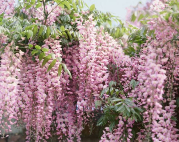 Wisteria floribunda Carnea Japanese Wisteria