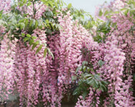 Wisteria floribunda Carnea Japanese Wisteria