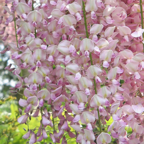 Wisteria floribunda Honbeni