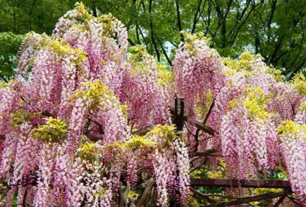 Wisteria floribunda Honbeni