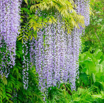 Wisteria floribunda Longissima