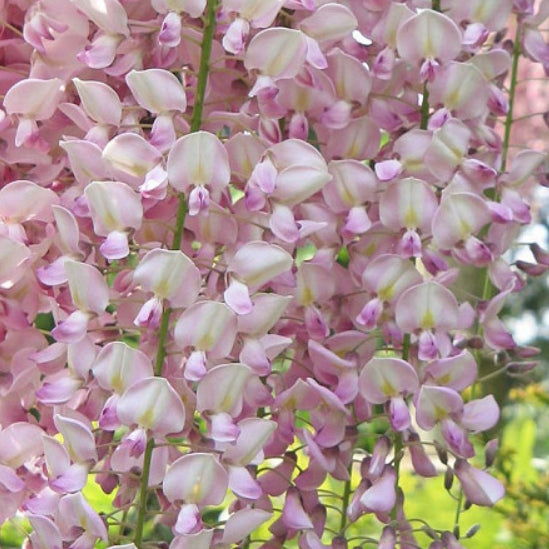 Wisteria floribunda Rosea