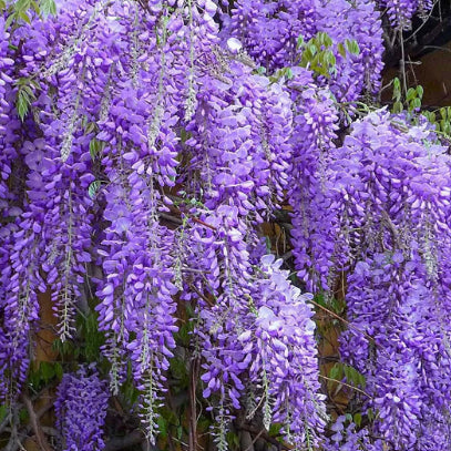 Wisteria floribunda Royal Purple