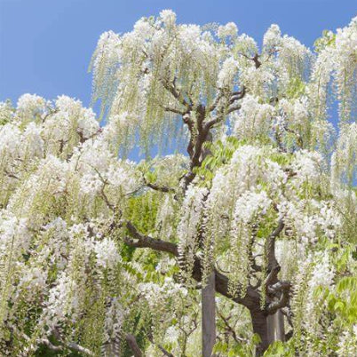 Wisteria floribunda Shiro Noda