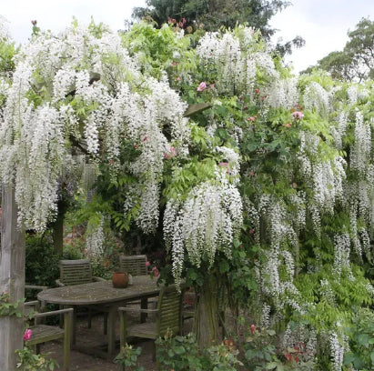 Wisteria floribunda Shiro Noda
