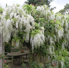 Load image into Gallery viewer, Wisteria floribunda Shiro Noda
