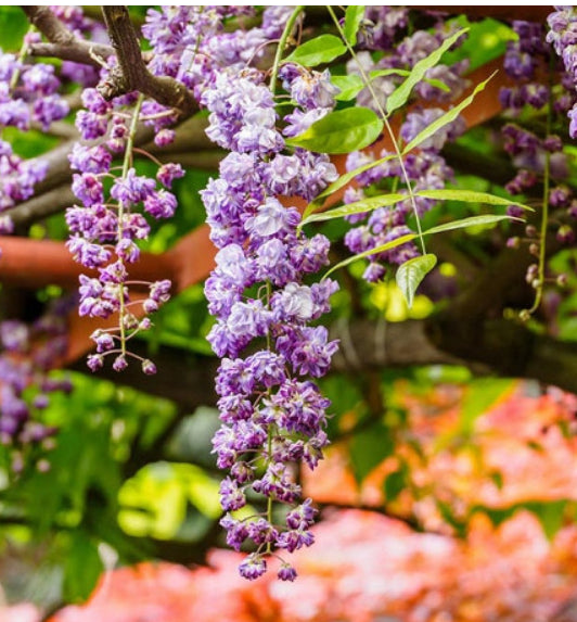 Wisteria floribunda Violacea Plena